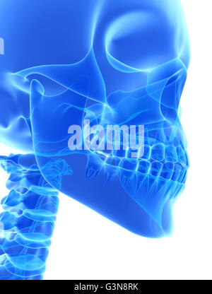 3D illustration de mandibule - Partie de squelette humain. Banque D'Images