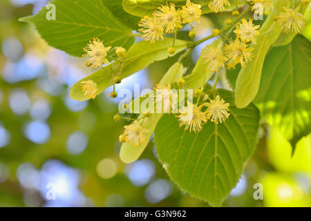 Fleurs de tilleul et de Linden Tree in spring time Banque D'Images