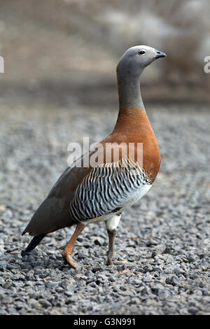 Cendré à tête rousse (Chloephaga poliocephala). Sexes semblables. Banque D'Images