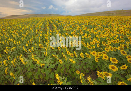 Domaine de tournesols en fleurs en été Banque D'Images