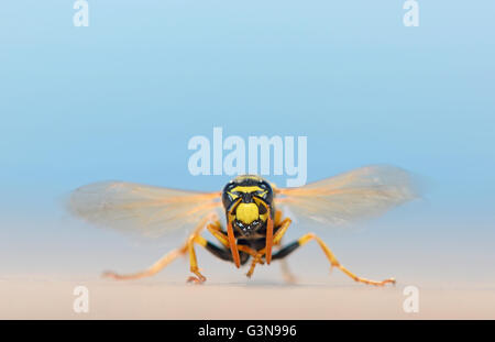 Wasp dans macro nature tirer sur le sable d'été Banque D'Images