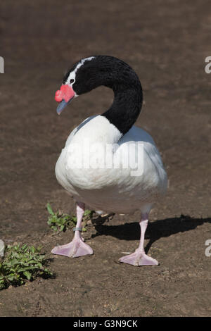 Cygne à cou noir (Cygnus melanocoryphus). Couvre la distribution une grande partie du sud de l'Amérique du Sud. Banque D'Images