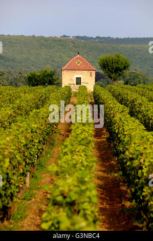 La vigne, vignoble premier cru entre Pernand-vergelesses et Savigny les Beaune, bourgogne, France, Europe Banque D'Images