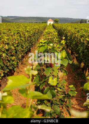 Entre vignoble Premier cru Pernand-vergelesses et Savigny les Beaune, bourgogne, France, Europe Banque D'Images