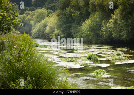 Les mauvaises herbes de la rivière et de passerelle au-dessus de la rivière, bordée d'Itchen Ovington, Hampshire, Angleterre, Royaume-Uni, Europe Banque D'Images