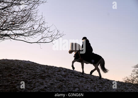 Girl riding jusqu'à la colline sur un cheval Fjord norvégien. L'hiver et de l'arrière de faible ensoleillement Banque D'Images