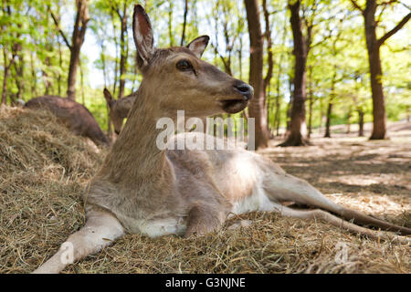 Le cerf sika ou Japonais deer (Cervus nippon), Hind, zoo Ernstbrunn, Basse Autriche, Autriche, Europe Banque D'Images