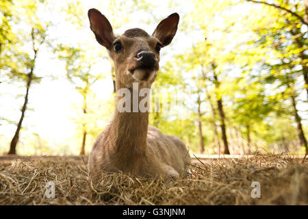 Le cerf sika ou Japonais deer (Cervus nippon), Hind, zoo Ernstbrunn, Basse Autriche, Autriche, Europe Banque D'Images