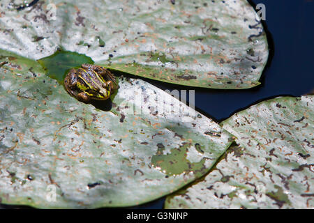 Grenouille verte (Pelophylax esculentus), hautes terres Schrems moor nature park, forêt Waldviertel, trimestre, Basse Autriche, Autriche, Europe Banque D'Images