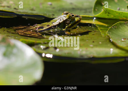 Grenouille verte (Pelophylax esculentus), hautes terres Schrems moor nature park, forêt Waldviertel, trimestre, Basse Autriche, Autriche, Europe Banque D'Images