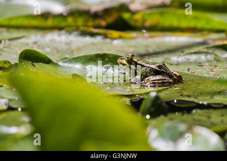 Grenouille verte (Pelophylax esculentus), hautes terres Schrems moor nature park, forêt Waldviertel, trimestre, Basse Autriche, Autriche, Europe Banque D'Images