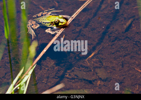 Grenouille verte (Pelophylax esculentus), hautes terres Schrems moor nature park, forêt Waldviertel, trimestre, Basse Autriche, Autriche, Europe Banque D'Images