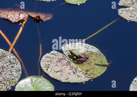 Grenouille verte (Pelophylax esculentus), hautes terres Schrems moor nature park, forêt Waldviertel, trimestre, Basse Autriche, Autriche, Europe Banque D'Images