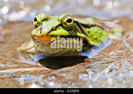 Grenouille verte (Pelophylax esculentus), hautes terres Schrems moor nature park, forêt Waldviertel, trimestre, Basse Autriche, Autriche, Europe Banque D'Images