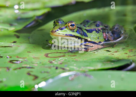 Grenouille verte (Pelophylax esculentus), hautes terres Schrems moor nature park, forêt Waldviertel, trimestre, Basse Autriche, Autriche, Europe Banque D'Images