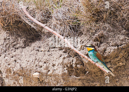 Guêpier (Merops apiaster), Région de Siegendorf, Burgenland, Autriche, Europe Banque D'Images