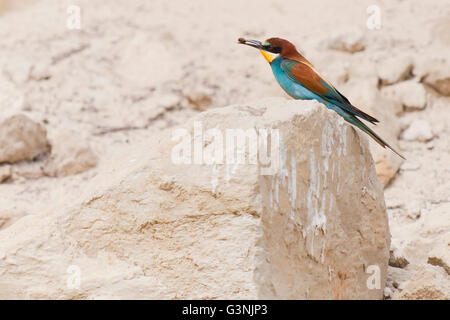 Guêpier (Merops apiaster), Région de Siegendorf, Burgenland, Autriche, Europe Banque D'Images