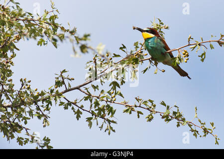 Guêpier (Merops apiaster), Région de Siegendorf, Burgenland, Autriche, Europe Banque D'Images