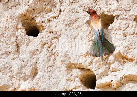 Des guêpiers (Merops apiaster), Région de Siegendorf, Burgenland, Autriche, Europe Banque D'Images