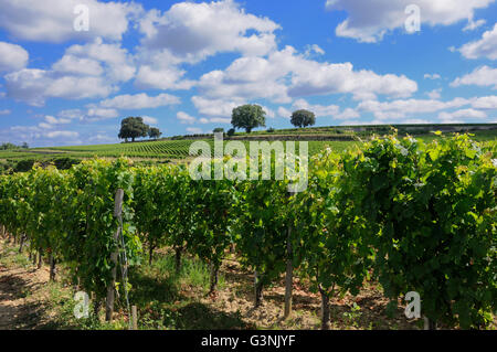 Vignoble de Saint-Emilion, Gironde, France, Europe Banque D'Images