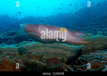 Broadclub Seiches (Sepia latimanus) nager sur les récifs coralliens, l'île de l'archipel de Wakatobi, Tukangbesi, Parc National de Wakatobi Banque D'Images