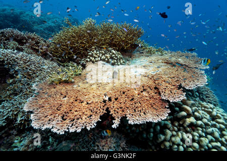 Coral reef, différents coraux durs (Hexacoralliaires) et de poissons de récif, île de l'archipel de Wakatobi, Tukangbesi, Parc National de Wakatobi Banque D'Images