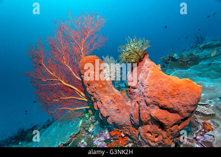 Coral reef avec baril éponge (Xestospongia sp.), d'une étoile (Crinoidea) et (Melithea gorgones ochracea), Île de Wakatobi Banque D'Images