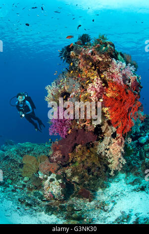 L'observation des plongeurs divers coraux, poissons et invertébrés, île de l'archipel de Wakatobi, Tukangbesi, Parc National de Wakatobi Banque D'Images
