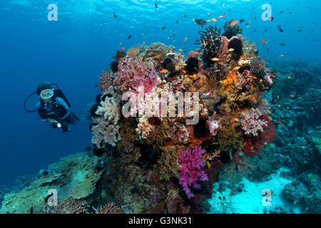 L'observation des plongeurs divers coraux, poissons et invertébrés, île de l'archipel de Wakatobi, Tukangbesi, Parc National de Wakatobi Banque D'Images