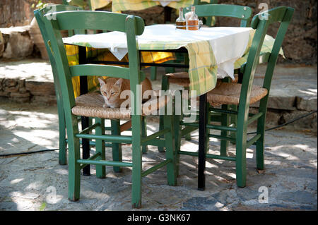 Chat assis sur un fauteuil vert sous une table à la taverne, Crète, Grèce, Europe Banque D'Images