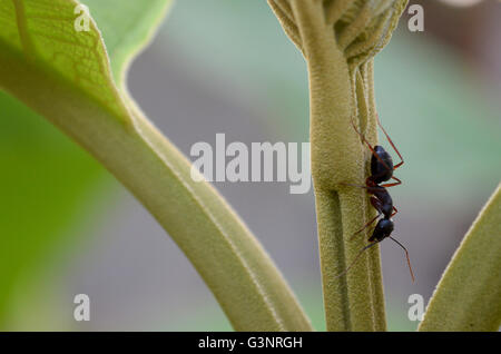 Ant sur plante verte Banque D'Images