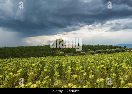 Un énorme nuage sombre menaçant se déplace sur un champ de tournesol et chambre privée Banque D'Images