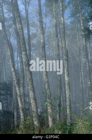 USA, Ohio, forêt nationale de Siuslaw. Cape Perpetua Scenic Area, Grove de l'aulne (Alnus rubra) des arbres dans le brouillard. Banque D'Images