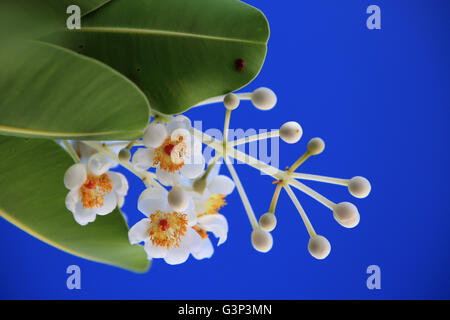 Arbre généalogique kamani fleurs, l'île Christmas, Kiribati Banque D'Images