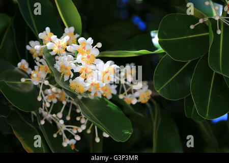 Arbre généalogique kamani fleurs, l'île Christmas, Kiribati Banque D'Images