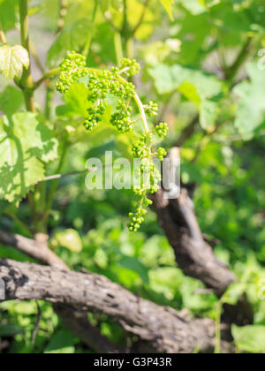 Les jeunes pousses de vigne avec grappe de raisins. La culture du raisin sur la vigne Banque D'Images