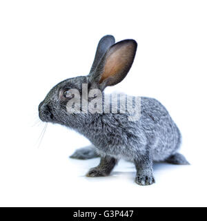 Les jeunes de l'adorable lapin gris sur fond blanc. Cute bunny isolé sur fond blanc Banque D'Images