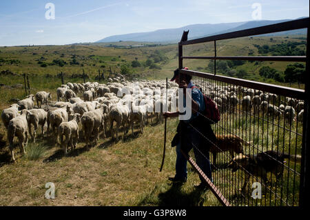 Trashumance de moutons dans la province de Ségovie, Espagne. migrations oveja mouton ovejas rebaño rebano animal troupeau pastor shepherd Banque D'Images