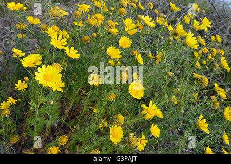 Daisy de la Couronne ou de la Couronne Glebionis coronaria - Marigold Banque D'Images