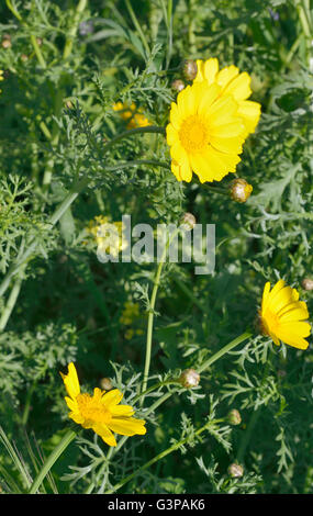 Daisy de la Couronne ou de la Couronne Glebionis coronaria - Marigold Banque D'Images