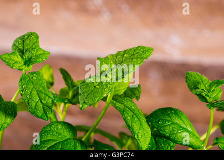 Image de la menthe fraîche en gouttes de la rosée Banque D'Images