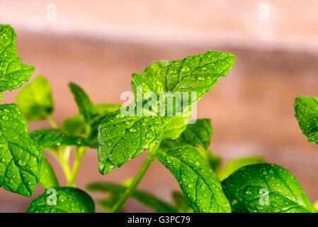 Image de la menthe fraîche en gouttes de la rosée Banque D'Images