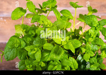 Image de la menthe fraîche en gouttes de la rosée Banque D'Images