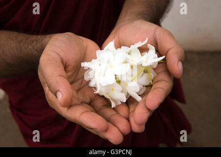 Sri Lanka, Kataragama, Kiri Vihara Dagoba, fleurs de frangipanier dans les mains de moine bouddhiste Banque D'Images