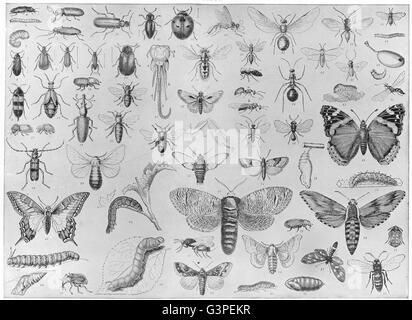 Entomologie : Beetle coccinelle abeille papillon papillon chenille charançon wasp, 1907 Banque D'Images