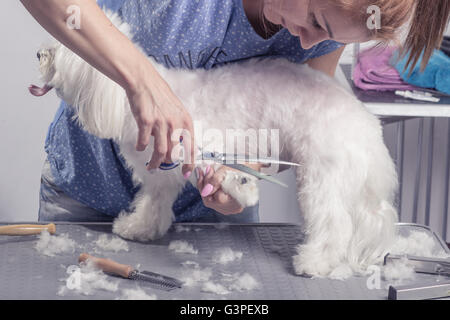 Coiffure ciseaux de coupe des poils de chien fourrure, peigne, brosse. Banque D'Images