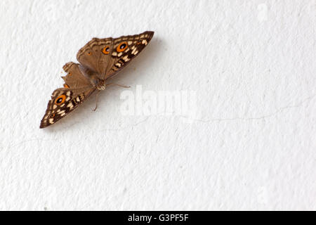 Beau papillon sur un mur de ciment blanc dans la lumière de la nature Banque D'Images