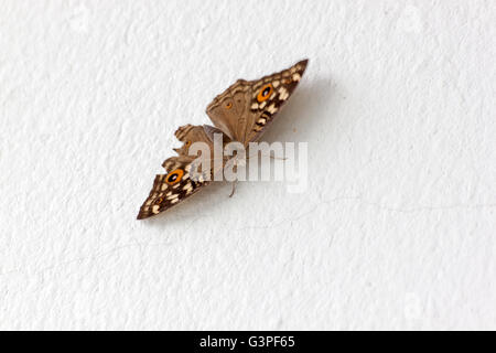 Beau papillon sur un mur de ciment blanc dans la lumière de la nature Banque D'Images