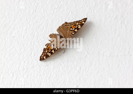 Beau papillon sur un mur de ciment blanc dans la lumière de la nature Banque D'Images