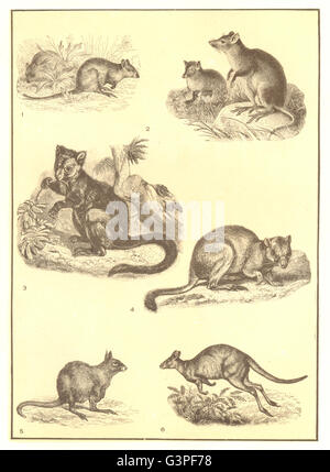 Arbre généalogique : kangourous, Rat, Rock ; Hypsiprymnodon ; Hare, Calliste dos-Bleu Wallaby, 1907 Banque D'Images